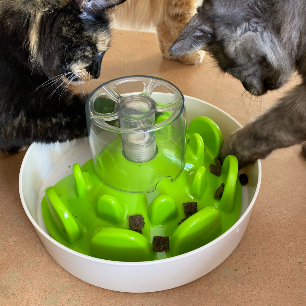 What's in your dog/cats bowl? – Part 2: Canine Enrichment Feeding