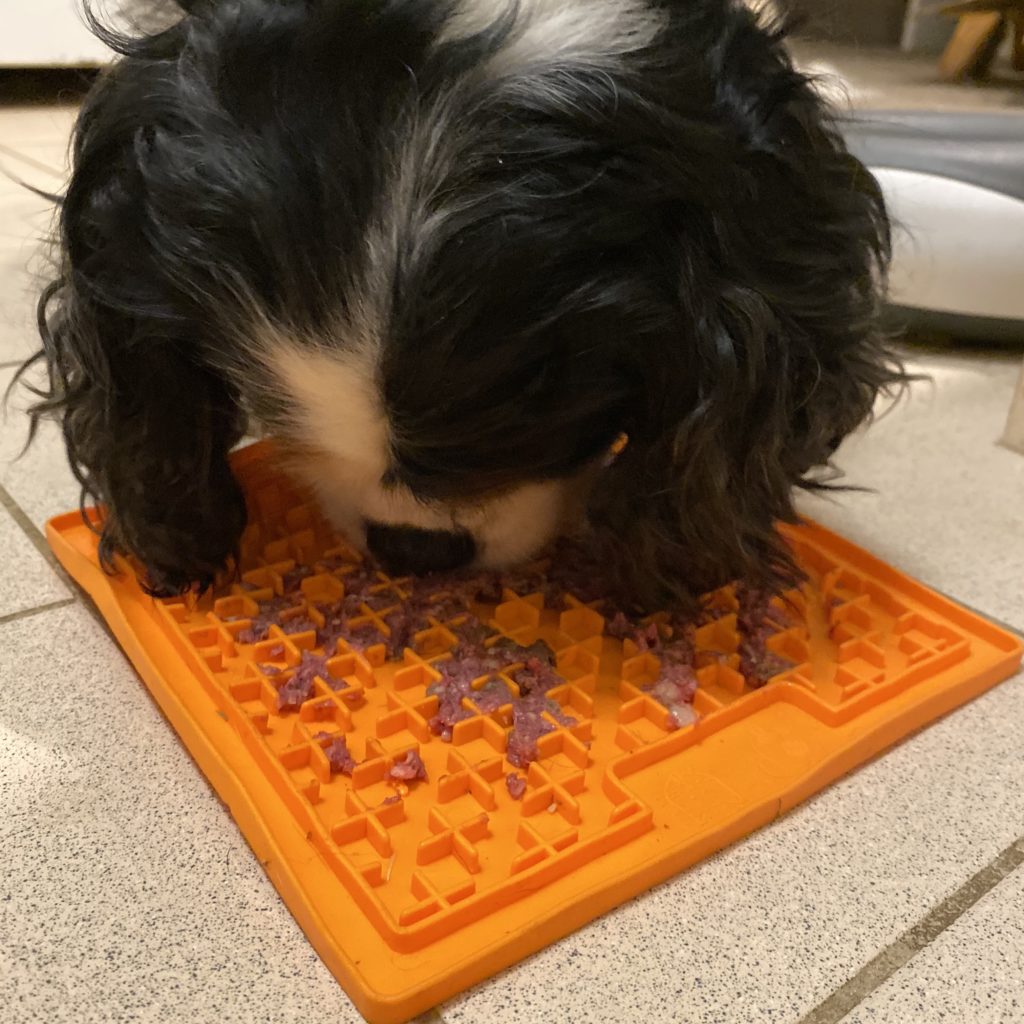 What's in your dog/cats bowl? – Part 2: Canine Enrichment Feeding