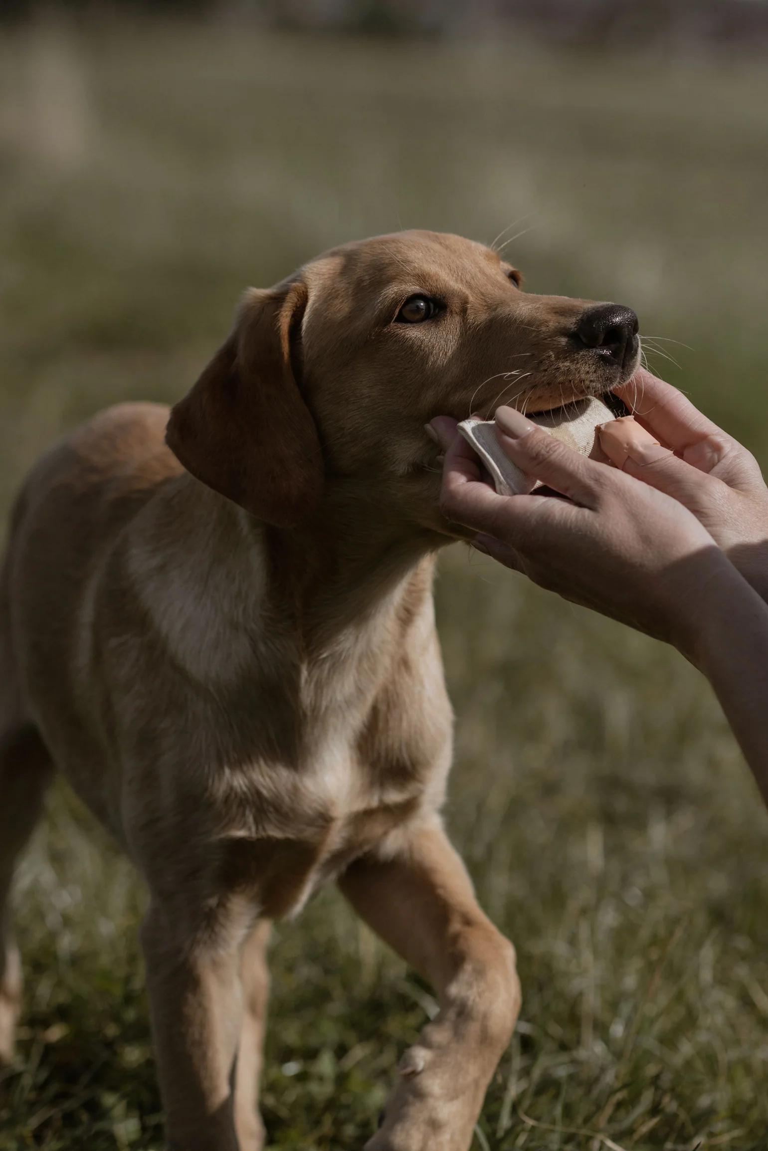 Mystique® Dummy Sniffle - Image 13